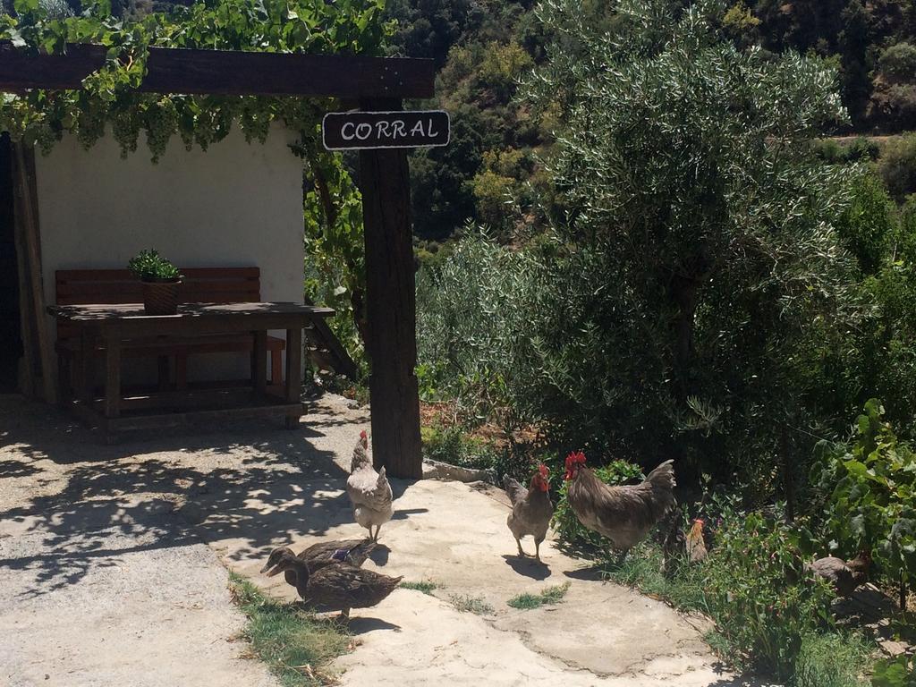 Cortijo La Solana Guest House Guejar-Sierra Bagian luar foto